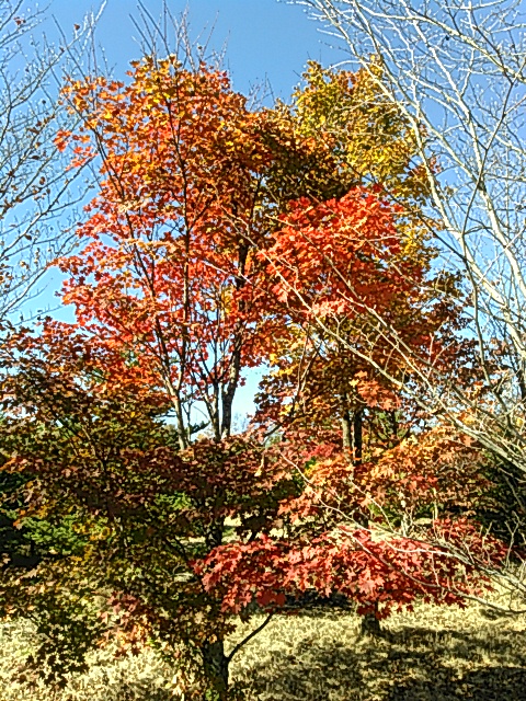 コハウチワカエデの紅葉です。: 軽井沢-植木.com （有）嬬恋緑地ブログ