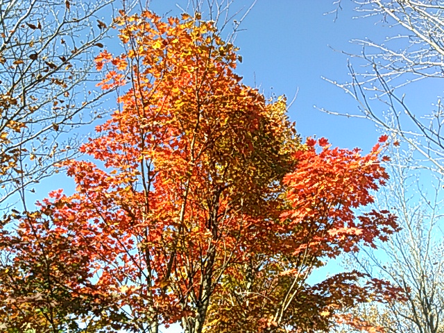 コハウチワカエデの紅葉です。: 軽井沢-植木.com （有）嬬恋緑地ブログ